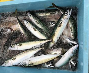 Sardines in Japan
